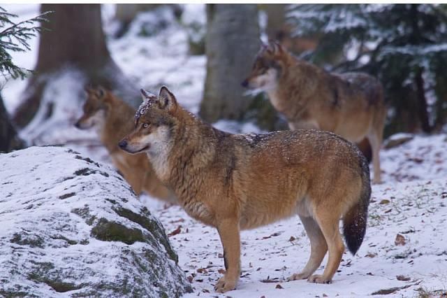 Ondanks hun strikte bescherming, worden wolven nog steeds bedreigd (foto: Jan Nijendijk, Saxifraga)