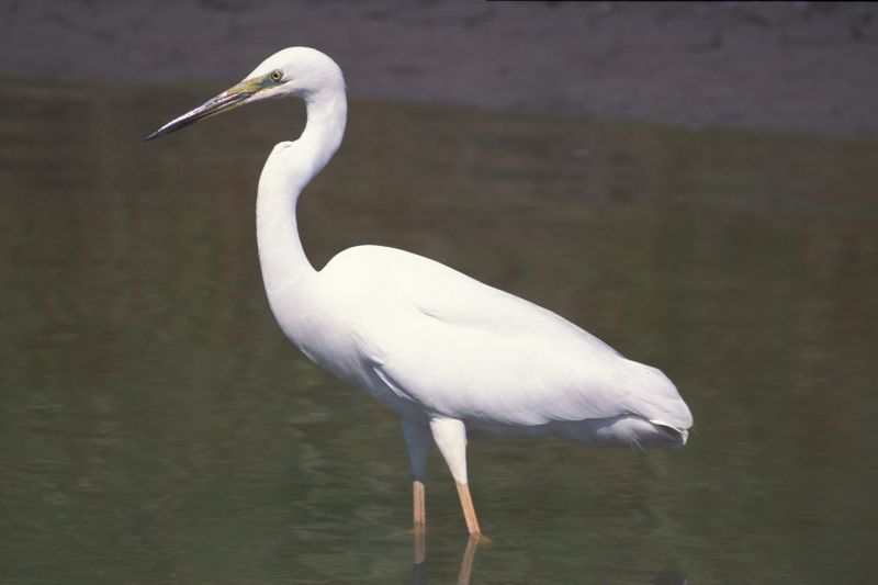 Grote zilverreiger (foto: Piet Munsterman)