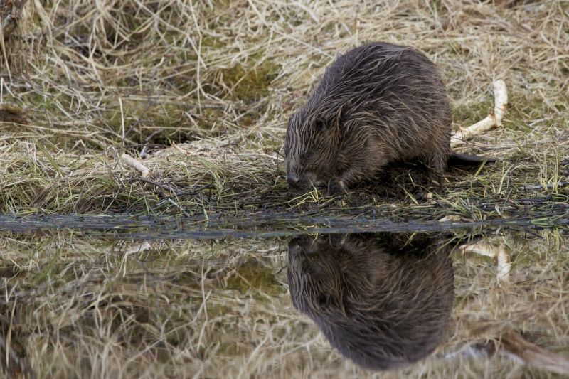 Bever (foto: Luc Hoogenstein)