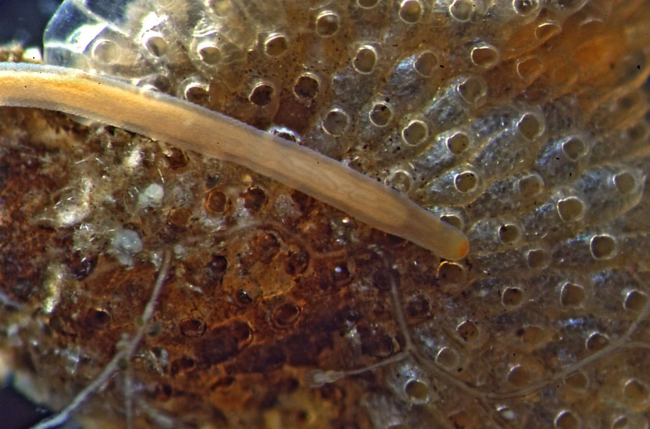 De snoerworm Cephalothrix rufifrons is de enige Cephalothrix-soort die autochtoon op de Noordwest-Europese kust aanwezig is (foto: Marco Faasse)