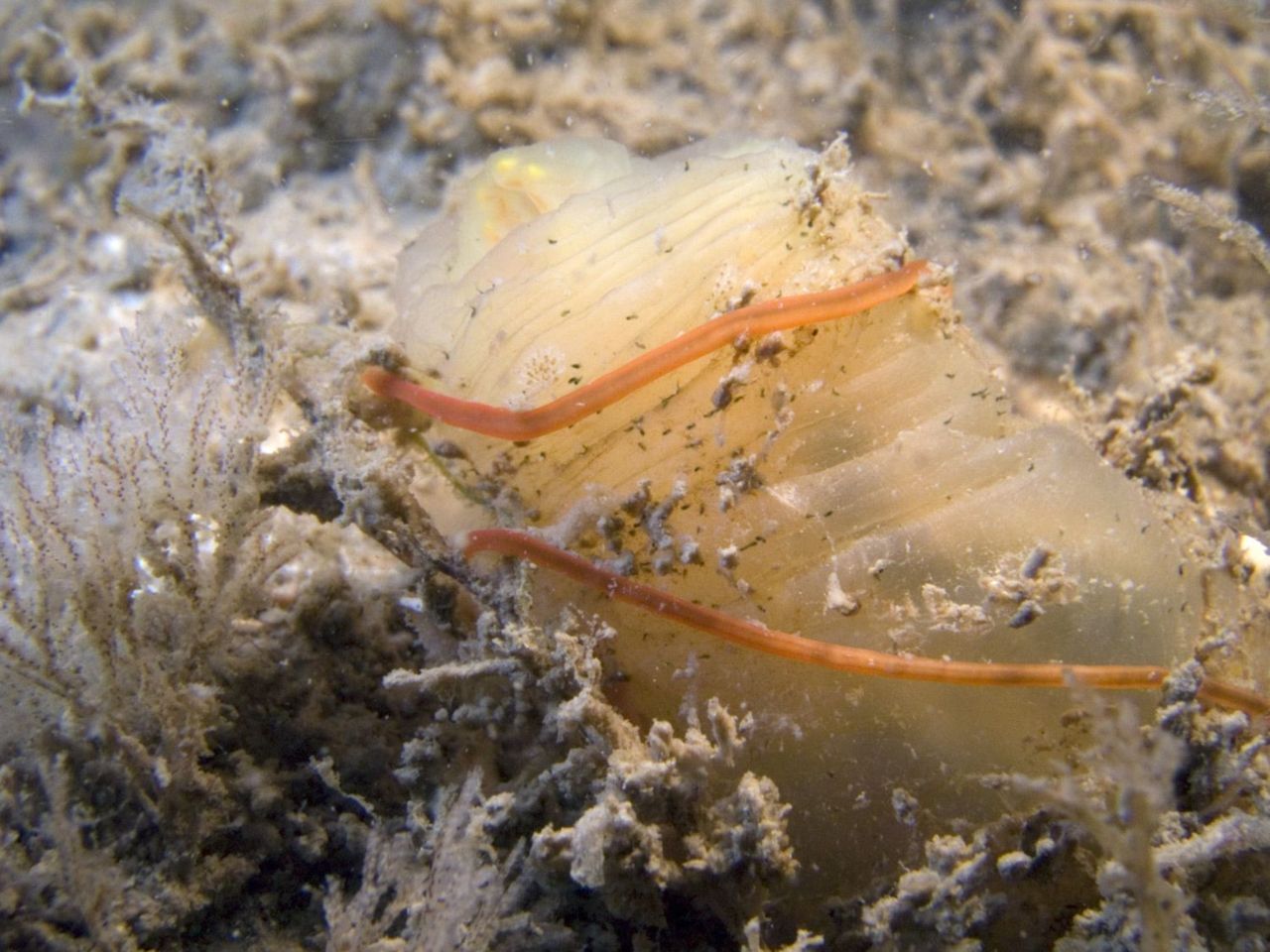 De snoerworm Cephalothrix simula is in 2012 voor het eerst in de Oosterschelde aangetroffen (foto: Marco Faasse)