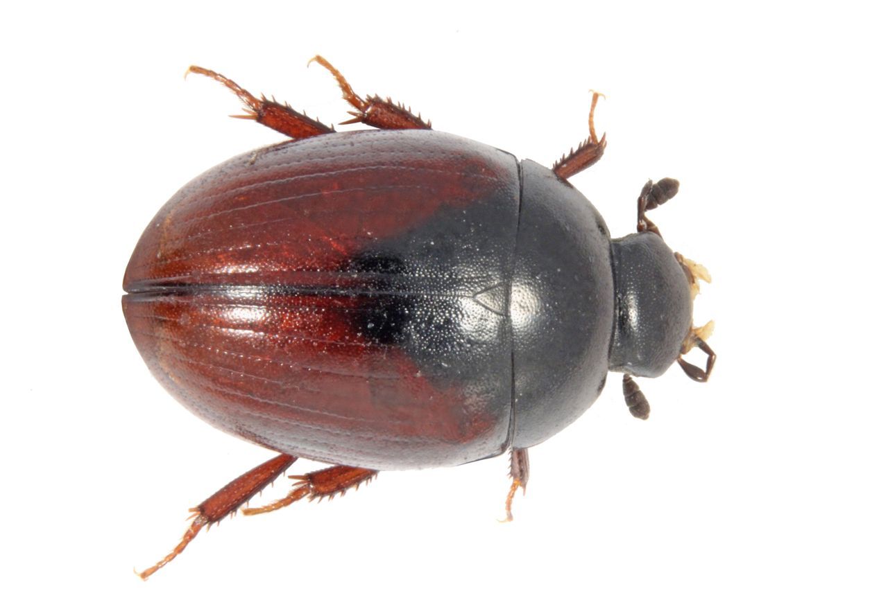 Cercyon castaneipennis, een nieuwe soort voor de Belgische fauna, die zowel in de natuurreservaten Abtsheide als Eksterheide (Beerse) in koeienvlaaien werd gevonden. (foto: Maarten Jacobs)