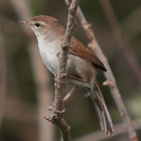 Cetti’s zanger (foto: Mark S Jobling)