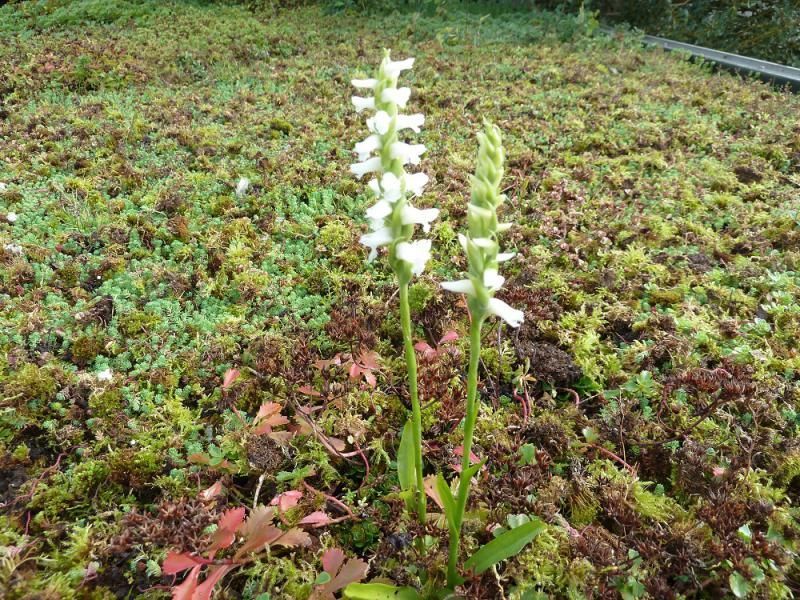 Spiranthes cernua "chadds ford" heeft zich vanuit een aangrenzende tuin gevestigd op een sedumdak (foto: Jan Haverkamp)