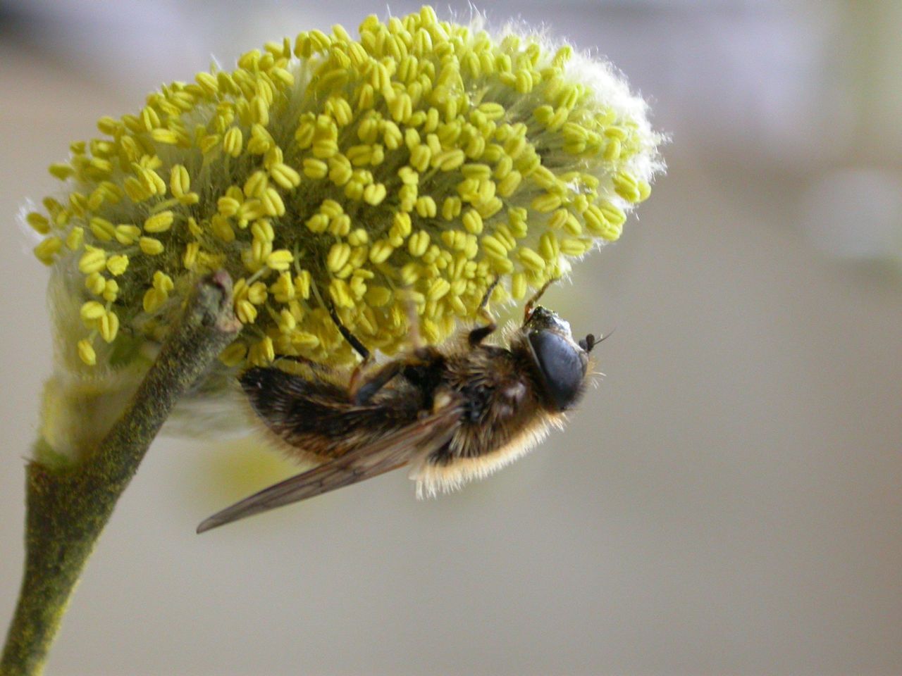 Het Wilgengitje foerageert op bloeiende wilgenkatjes (foto: Joachim Mergeay)