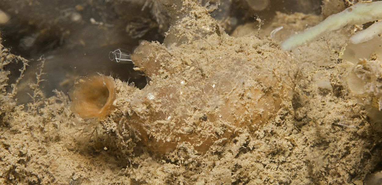 De Chileense zakpijp is vaak lastig te herkennen omdat de dieren bedekt kunnen zijn met sediment, Burgsluis, Oosterschelde, 2008 (foto: Peter H van Bragt)