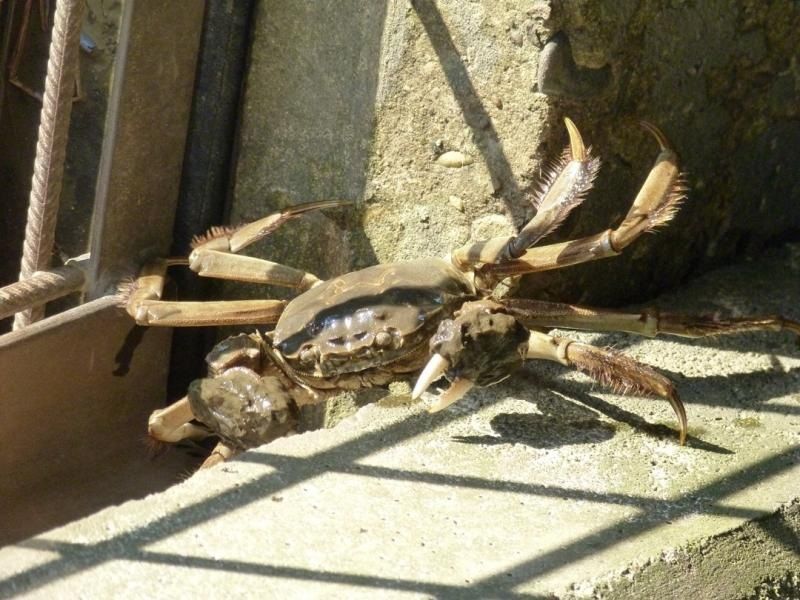 Een Chinese wolhandkrab aan de wateruitlaat van Anderstad in Lier. Let op de behaarde poten. (foto: Kristof Van Asten)