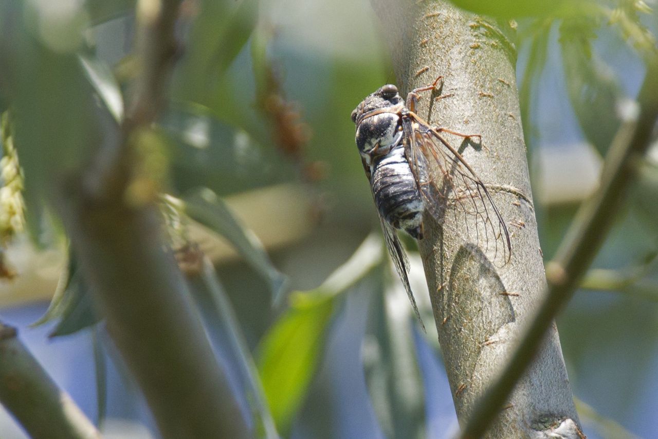 Provençaalse cicade, Bisonbaai, 2 aug 2013 (foto: Harvey van Diek)