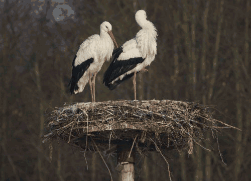 Ooievaarpaar op nest (foto: Jan Nijendijk)