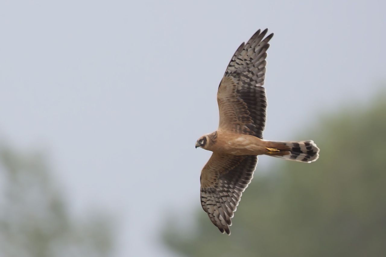 Eén van de twee Steppekiekendieven die sinds 4 september rondhangen in de Oost-Vlaamse Prosperpolder (foto: Koen Lepla)