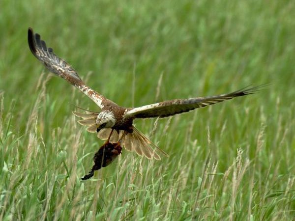 Bruine kiekendief met prooi (foto: Saxifraga-Piet Munsterman)