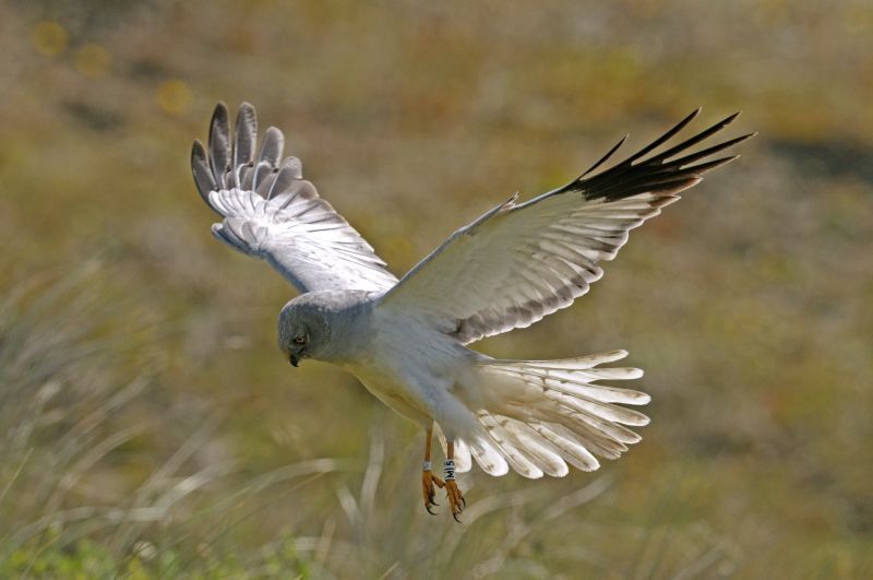 Blauwe kiekendief (foto: Piet Munsterman)