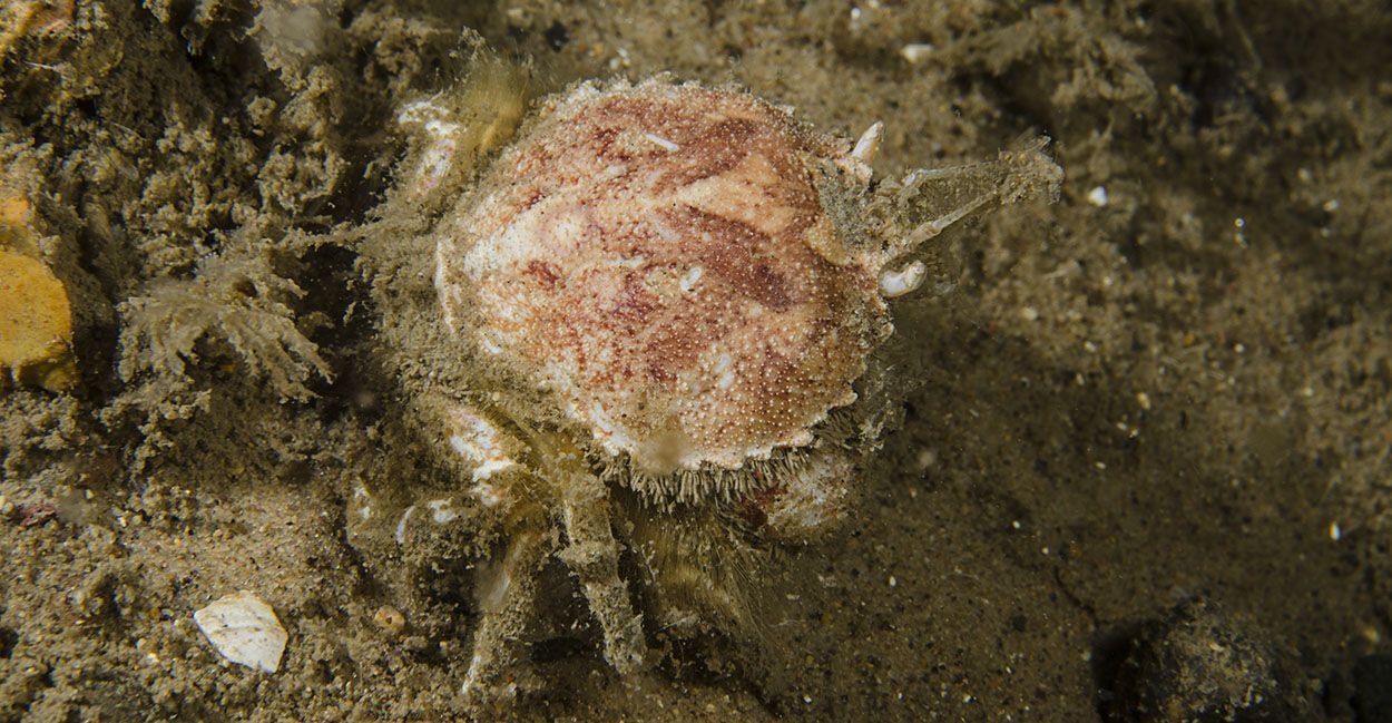 Cirkelronde krab, een zeldzame Nederlandse krabbensoort, die ook op de Klaverbank is aangetroffen (2011) (foto: Peter H van Bragt)