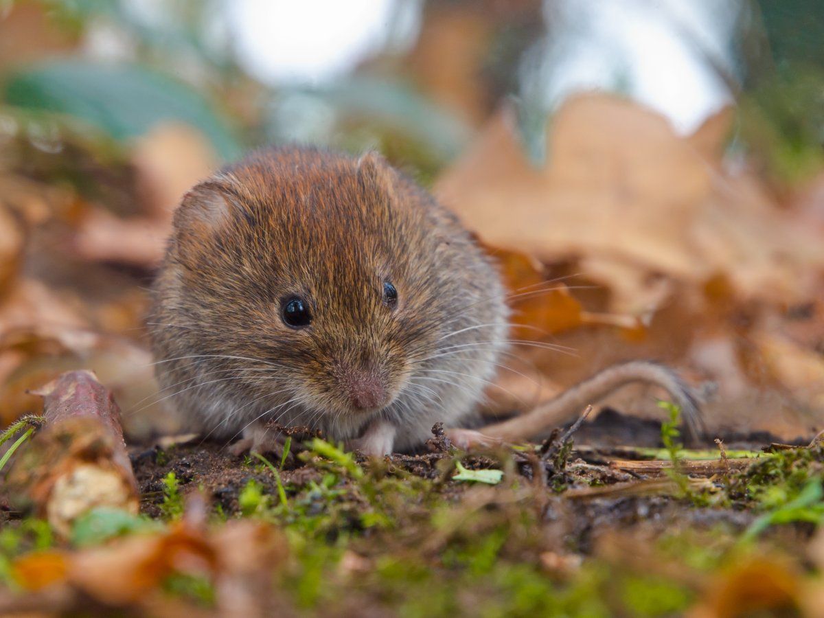 Rosse woelmuis (foto: Rudmer Zwerver)