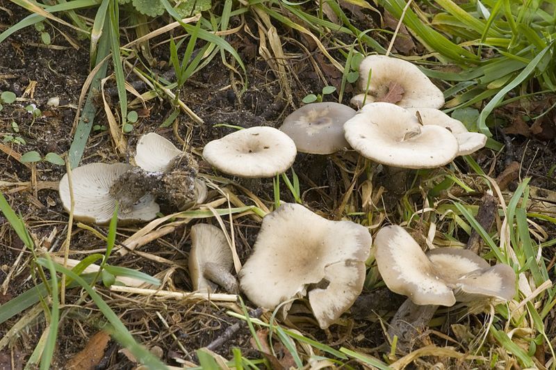 Donkere trechterzwam: matig algemeen, niet in het veld te herkennen, maar regelmatig gemeld (foto: Nico Dam)