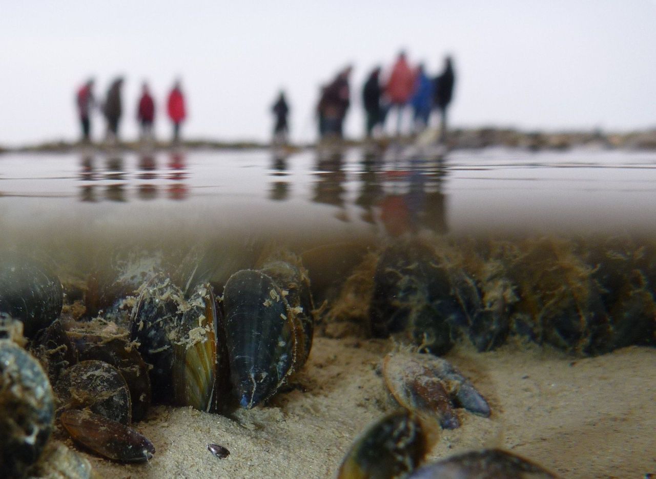 Clubje mossels onder water met onderzoeksteam op de achtergrond (foto: Joos Versfelt)