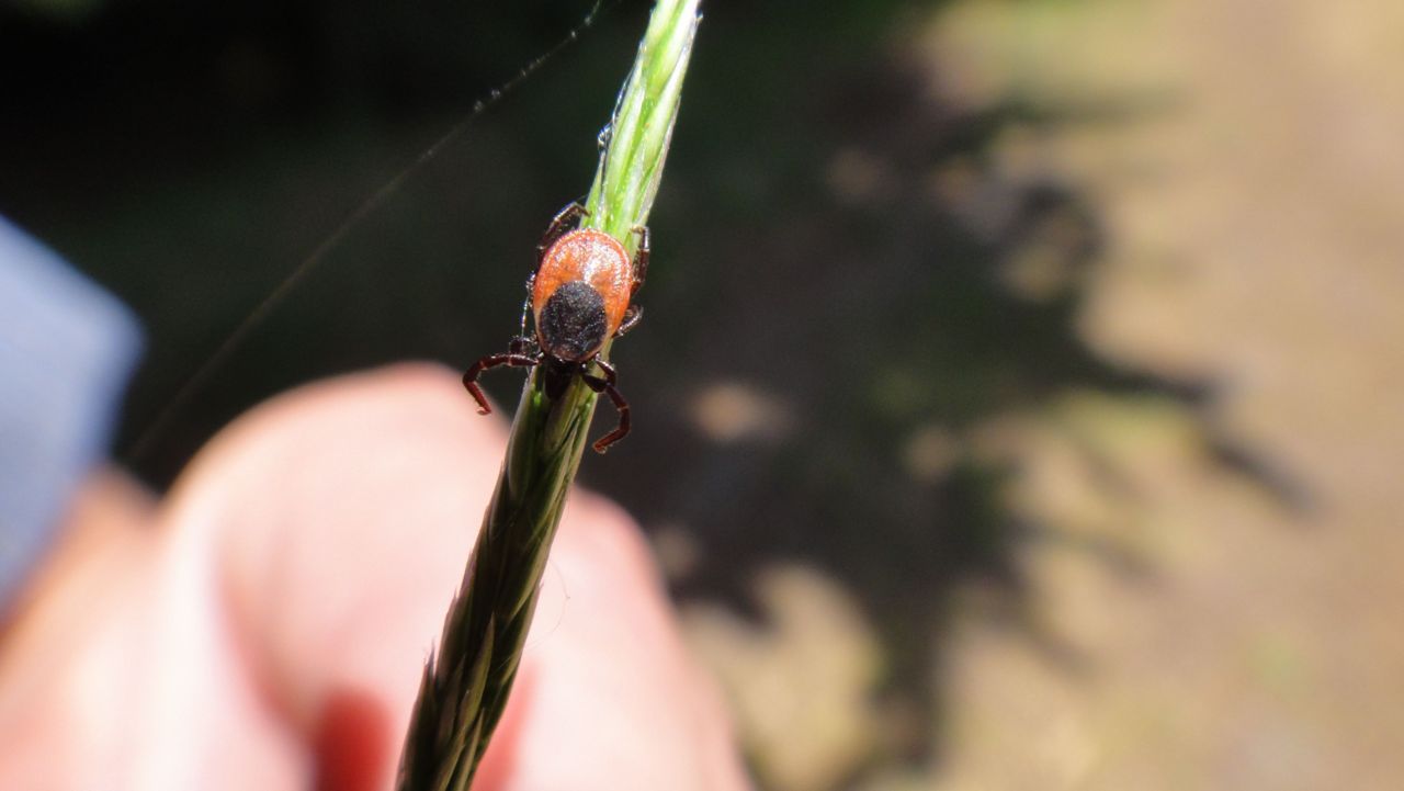 Schapenteek vrouwtje op grasspriet (foto: Coen van Amersfoort)