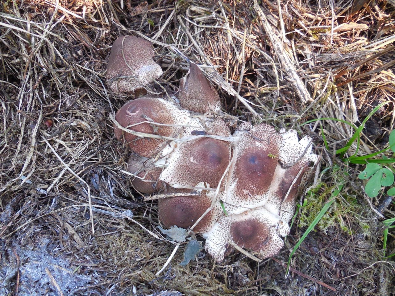 Compostchampignonparasol (foto: Marian Jagers)