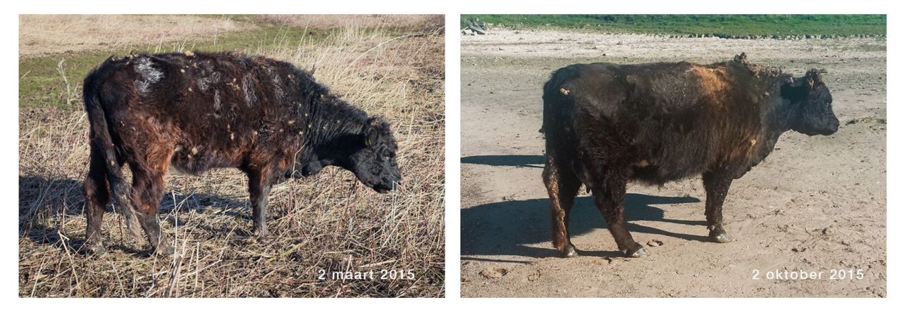 Galloway 9485 in de Loowaard op 2 maart (links) en 2 oktober (rechts) (foto: Fokko Erhart)