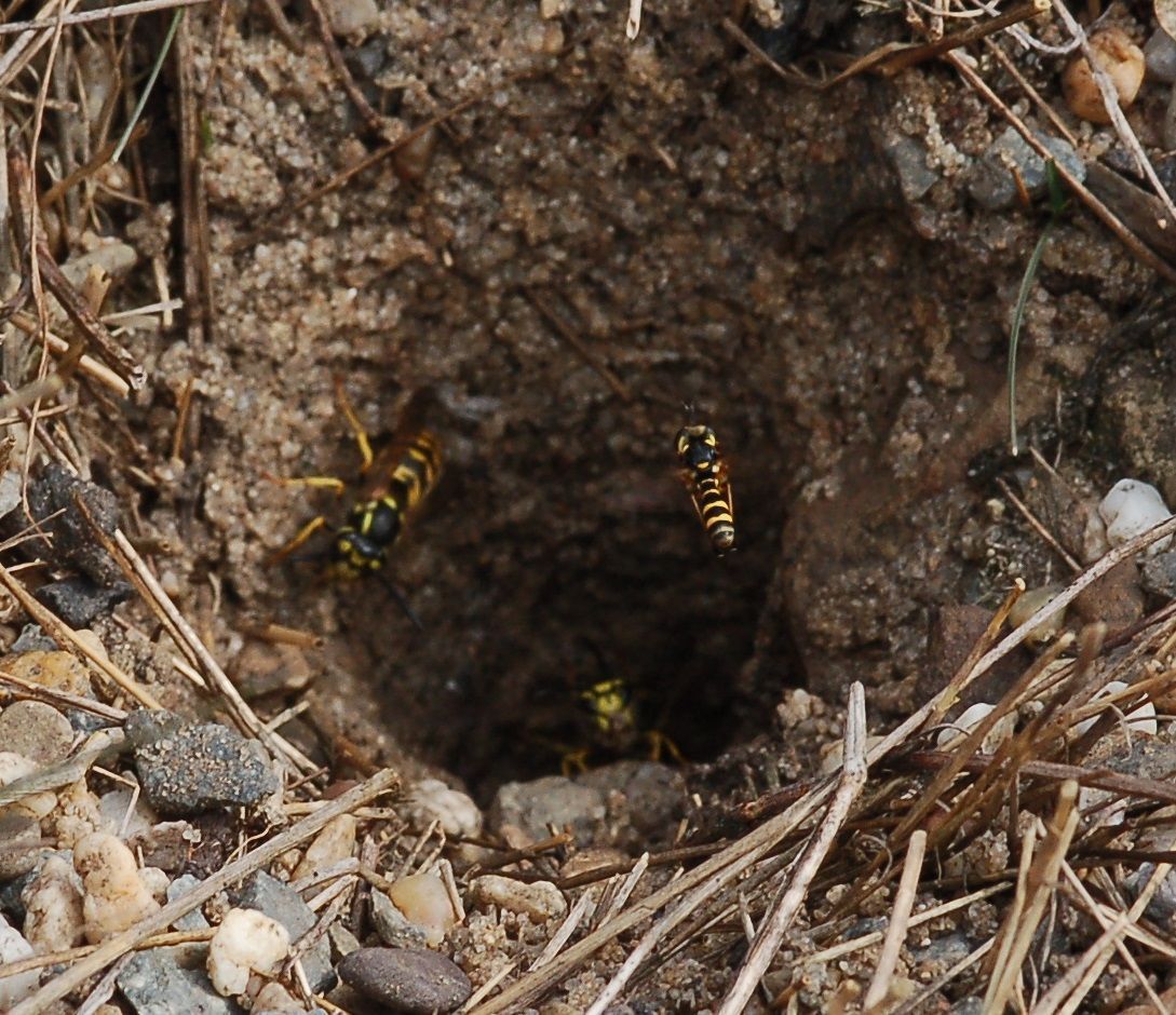 Slanke blaaskop vliegend in de ingang van het wespennest (foto: Wouter Teunissen)