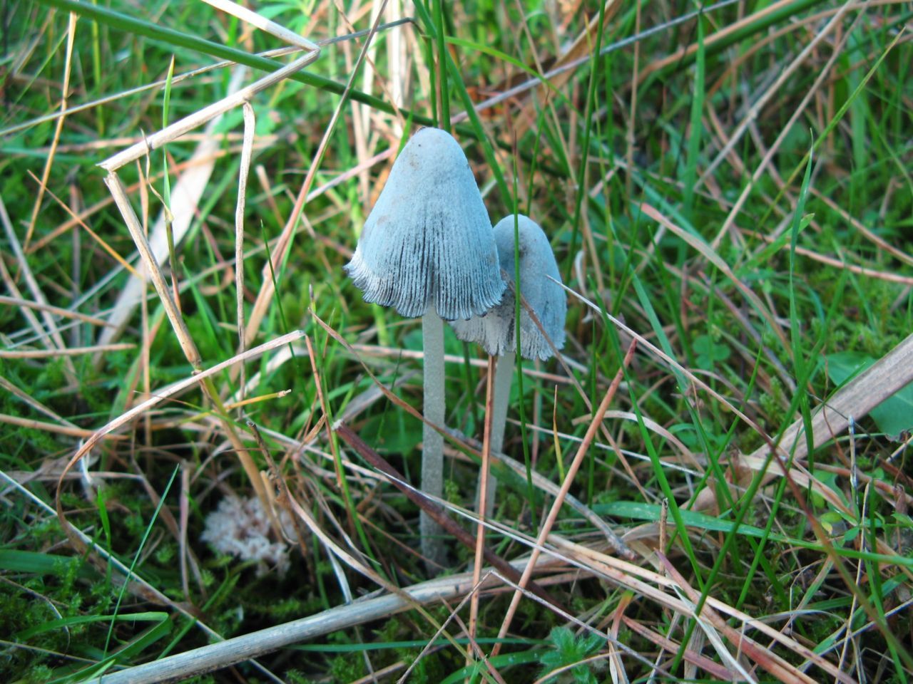 Aardgeurinktzwam (foto: Martijn Oud)