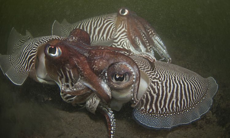 Copulerende Zeekatten in de Oosterschelde (foto: Peter H. van Bragt)