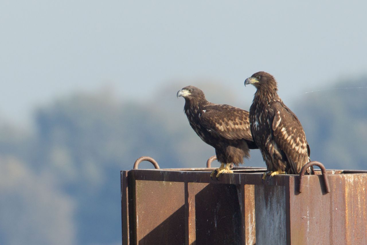 Ook Steppearenden, die familie zijn van deze Zeearenden, zouden bedreigd zijn door het veeteeltmedicijn. (foto: Cor Fikkert)