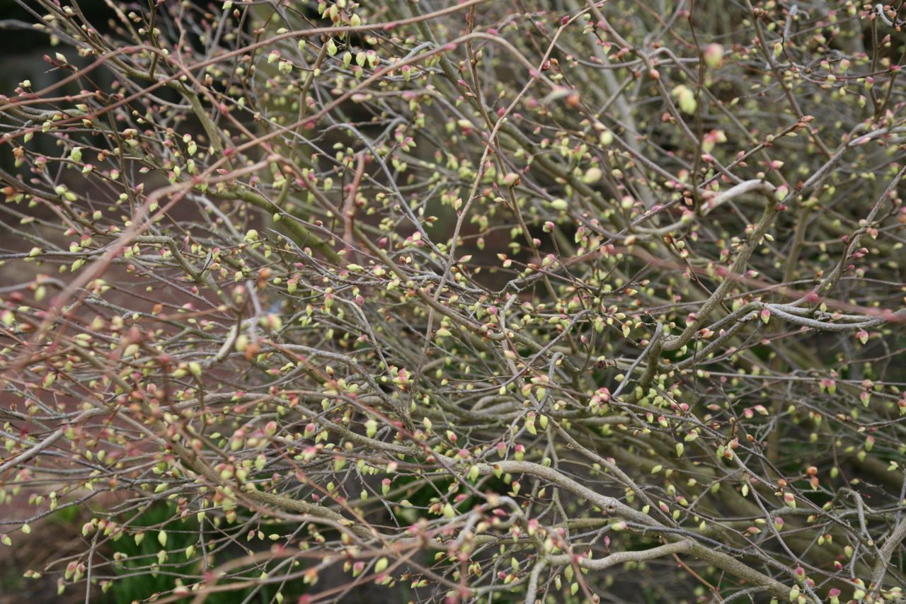 Schijnhazelaar 19 februari 2014 (foto: De Tuinen van Appeltern)