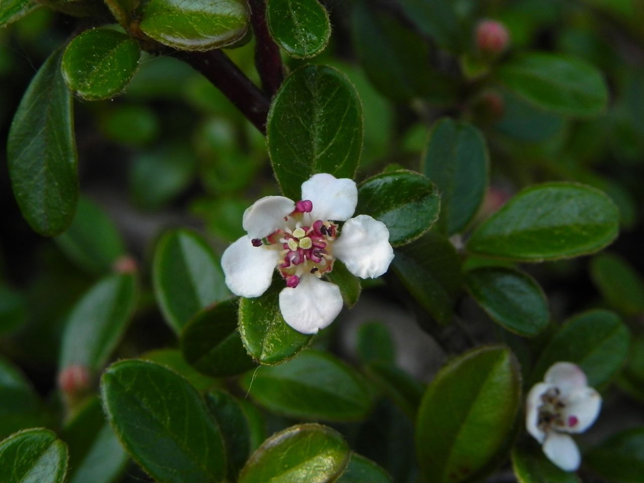 De bloeiwijze van Cotoneaster dammeri. Een laagblijvende, altijdgroene dwergmispel (foto: Edu Boer)