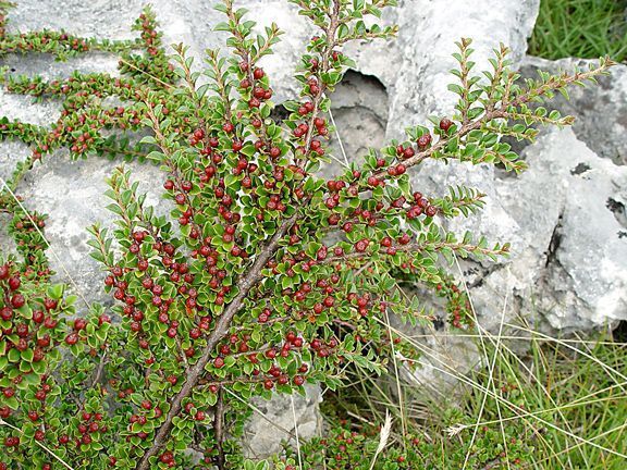 Een voorbeeld van een kleinbladige dwergmispel, de Vlakke dwergmispel (Cotoneaster horizontalis) (foto: British wild flowers)