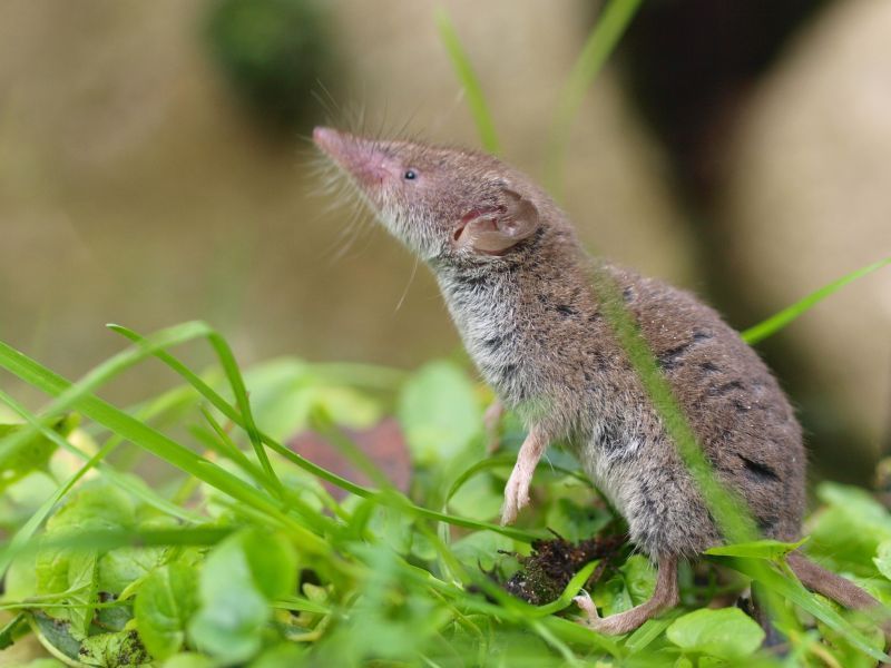 Waarschijnlijk is deze Huisspitsmuis even algemeen als de Merel. (foto: Saxifraga-Rudmer Zwerver)