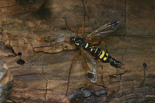 De langpootmug Ctenophora festiva zet eieren af in dood hout (foto: Tim Faasen)