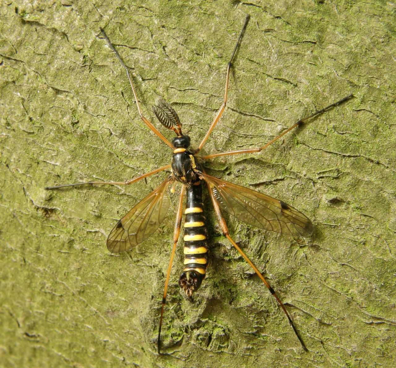 Mannetje Ctenophora flaveolata, een zeer fraaie langpootmug (foto: Paul Wouters en Marianne Horemans)