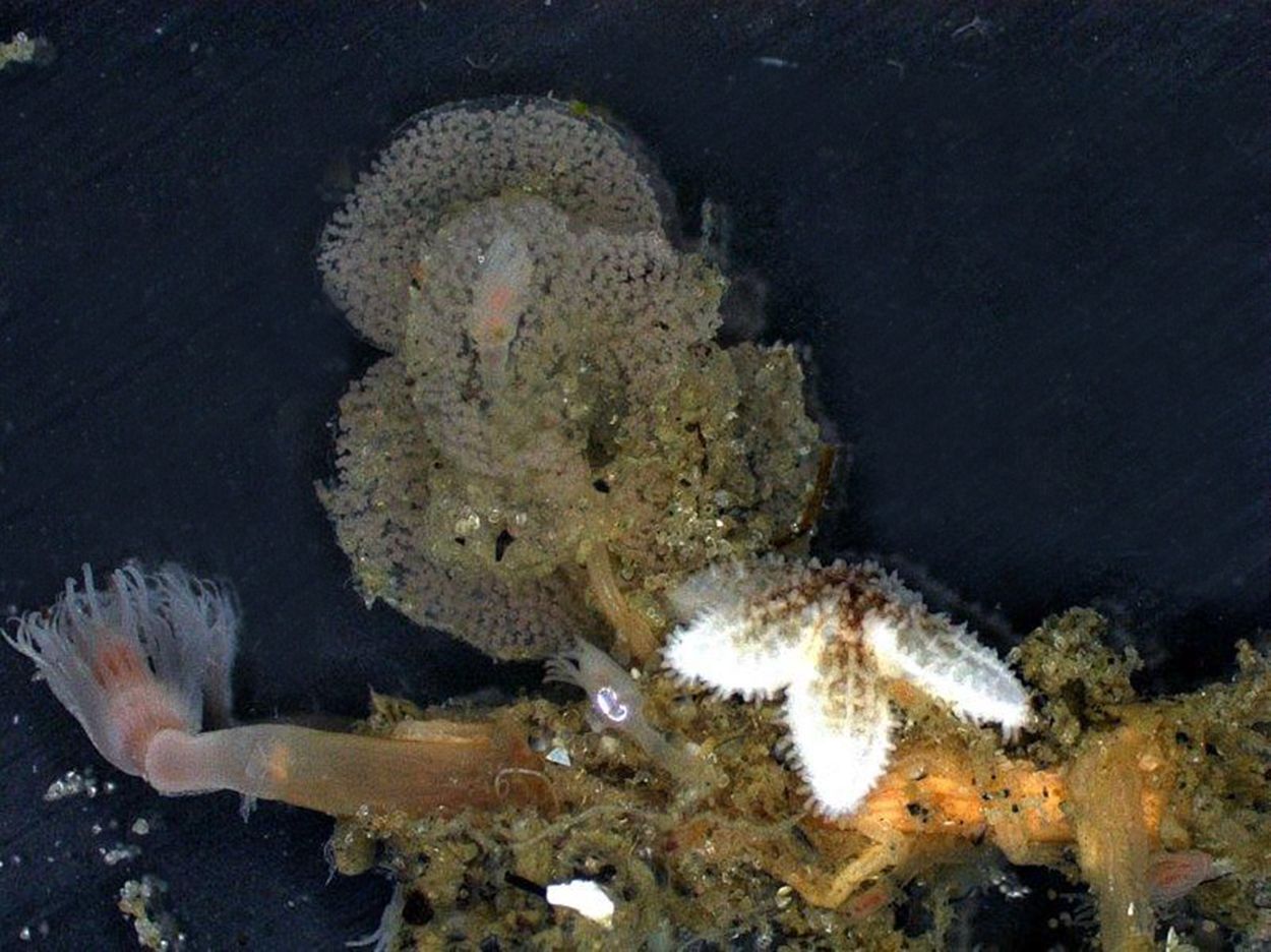 In juni 2015 zijn er ook eikapsels van het Goudstipje bij ’t Horntje, Texel, waargenomen (foto: Rob Dekker)