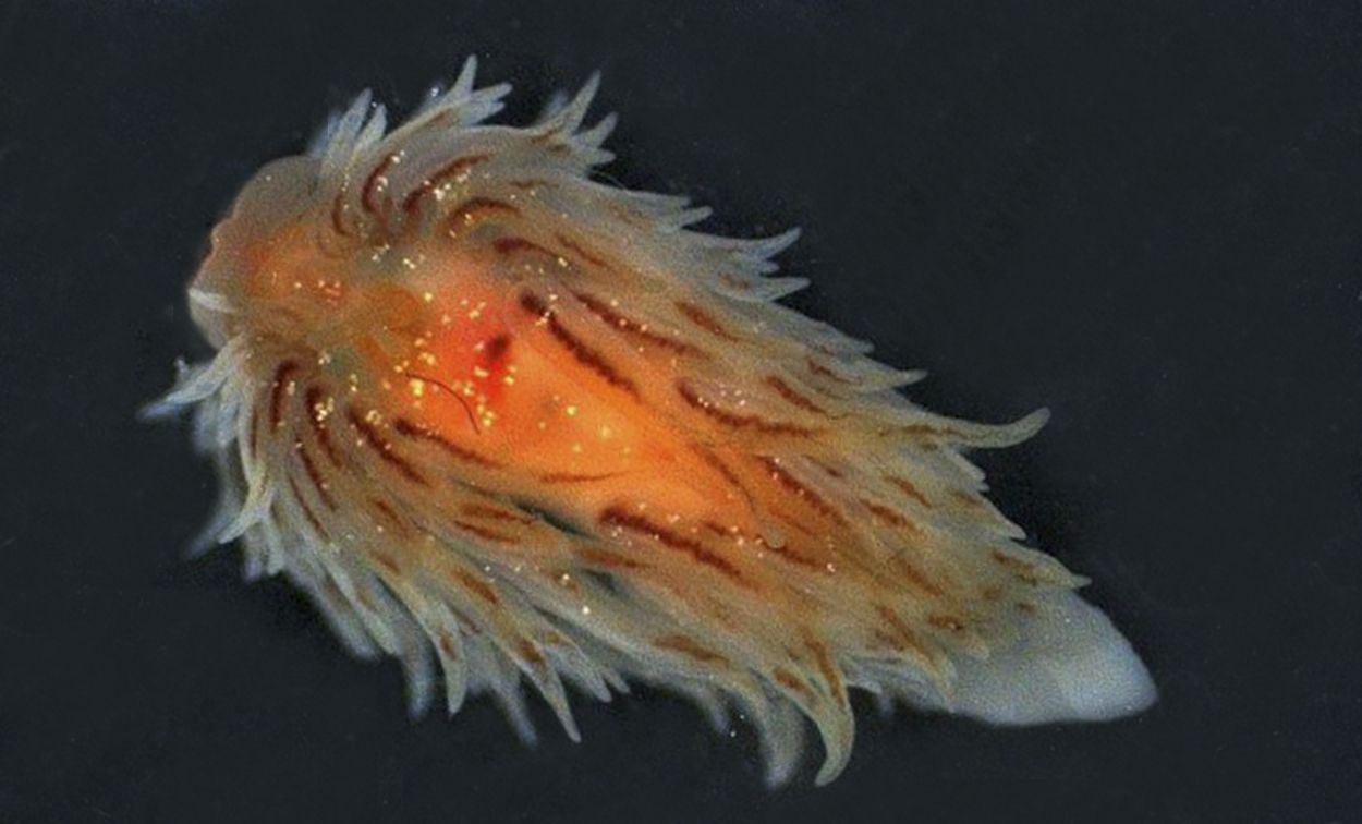 Het Goudstipje, een voor de Nederlandse kust zeer zeldzame zeenaaktslak, is in juni 2015 voor de tweede keer bij ’t Horntje, Texel, waargenomen (foto: Rob Dekker)