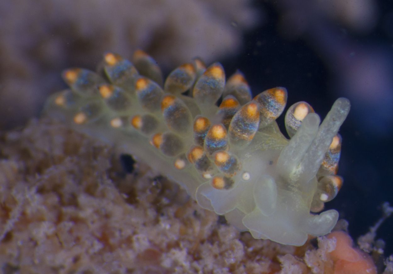 Hemelsblauwe knotsslak, Oosterschelde, 2012, in vitro opname (foto: Peter H. van Bragt)