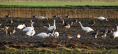 Allerlei vogels zoeken voedsel op de natte vlakte (foto: Foto Fitis, Adriaan Dijksen)