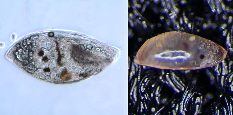 Cypris larven van zeepokken, rechts aangetroffen op een duikpak 21 april 2013, Oosterschelde (microscopie) (foto: Peter H. van Bragt)
