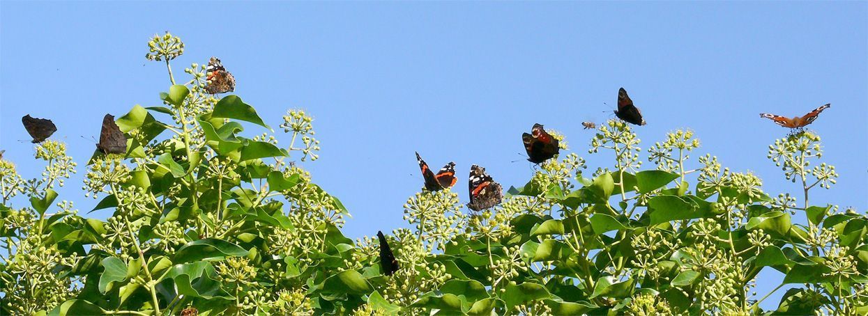 (Atalanta’s en dagpauwogen broederlijk samen aan het nectar drinken. (foto: Marc Herremans)