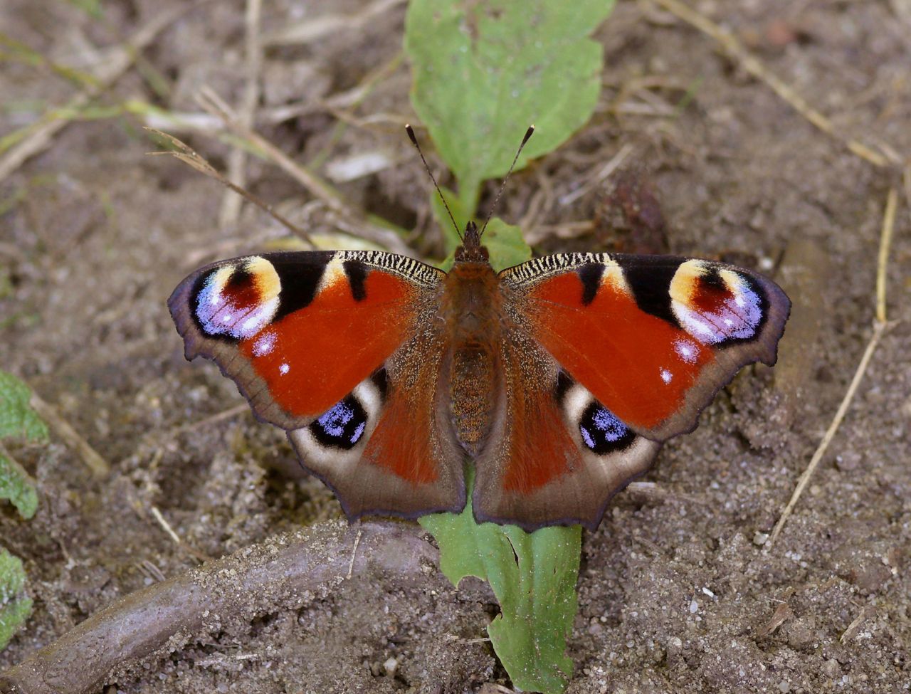 Vraag is maar of dieren de ogen van een Dagpauwoog als ogen zien. (foto: Marc Herremans)