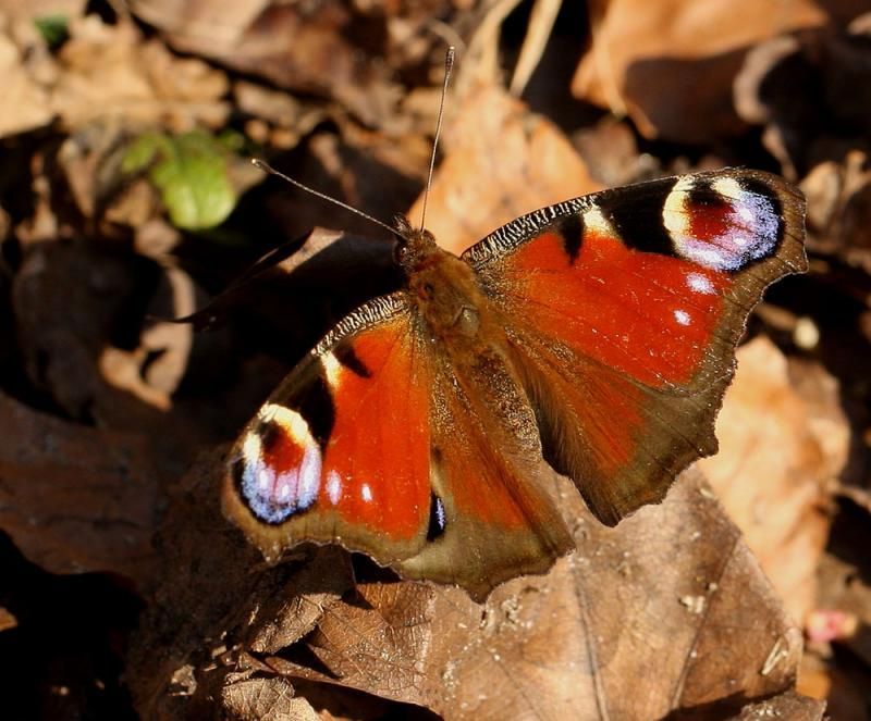 Er zijn uitzonderingen, maar de overgrote meerderheid van de Dagpauwogen is gewoon in winterslaap gegaan. (foto: Leo Janssen)