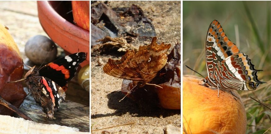 Dagvlinders op fruit: v.l.n.r. atalanta, gehakkelde aurelia en pasja (foto’s: Kars Veling)