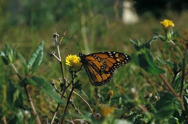 Monarchvlinder (foto: Kars Veling, Vlinderstichting op Saxifraga)