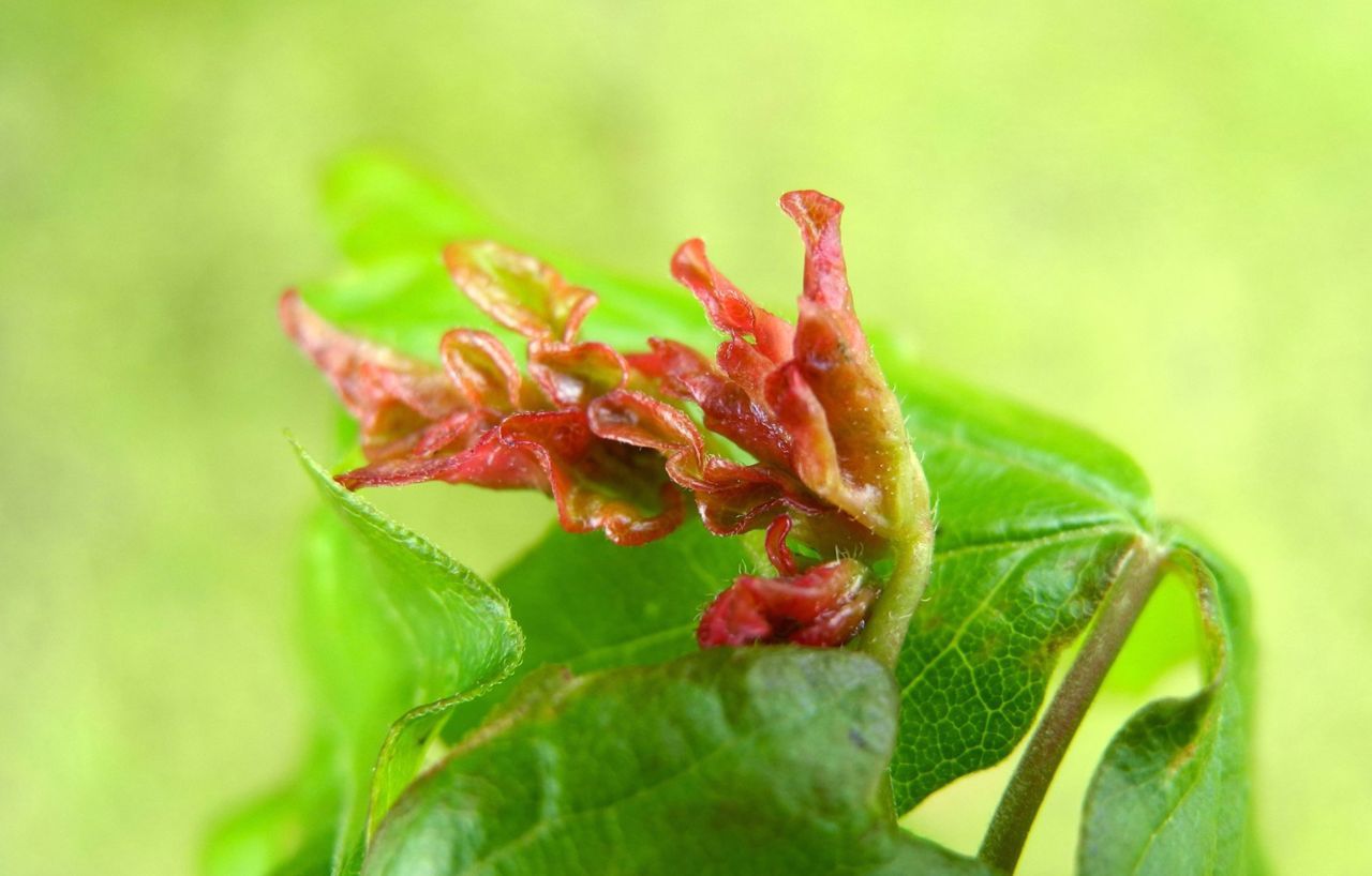 Bladplooi veroorzaakt door Dasineura rubella op Spaanse aak (foto: A. Grosscurt)