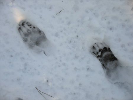 Sporen van de das in de sneeuw (foto: Annemarie van Diepenbeek)