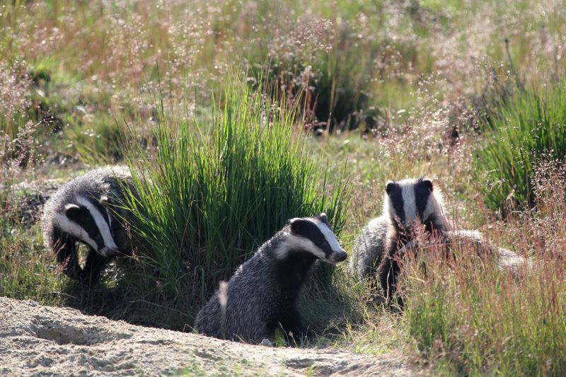 In grote delen van Nederland zijn grote dassenfamilies met meerdere volwassen dassen nog steeds niet heel algemeen (foto: Erik Boertien)