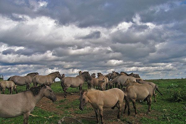 Koniks in de vrije natuur (foto: Patrick vd Burg)