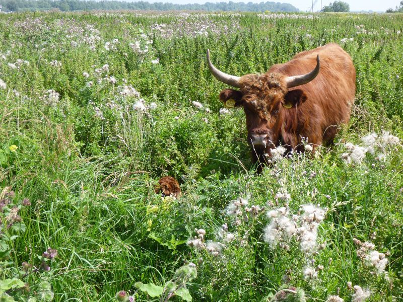 Koe met kalf (foto: Esther Linnartz)