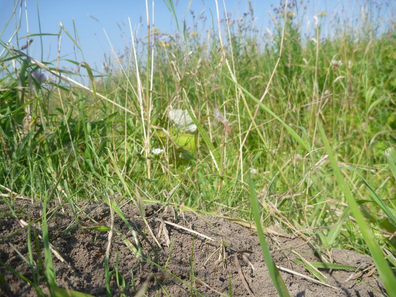 Nesthopen zorgen voor meer variatie in de vegetatie (foto: Esther Linnartz, FREE Nature)