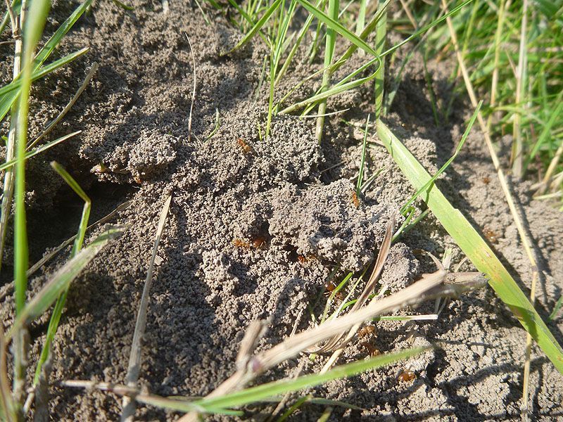 Gele weidemieren met verhoogde nesthoop (foto: Esther Linnartz, FREE Nature)